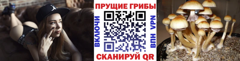 гидра маркетплейс  Тайга  Галлюциногенные грибы Magic Shrooms 